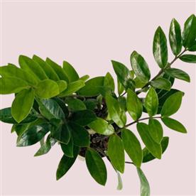 ZAMIOCULCAS ZAMIIFOLIA, ZZ PLANT  