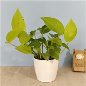 MONEY PLANT GOLDEN, SCINDAPSUS GOLDEN  