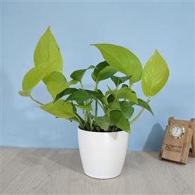 MONEY PLANT GOLDEN, SCINDAPSUS GOLDEN  