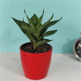 SANSEVIERIA TRIFASCIATA HAHNII, SNAKE PLANT 