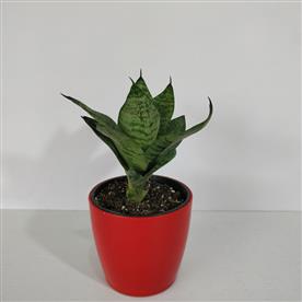 SANSEVIERIA TRIFASCIATA HAHNII, SNAKE PLANT 