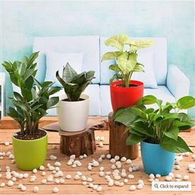 INDEPENDENCE DAY SPECIAL (4 PLANTS PACK) 