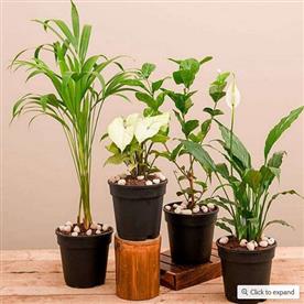 WINTER SPECIAL TOP 4 AIR PURIFIER PLANTS PACK 