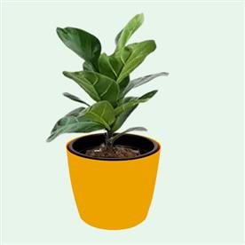 FICUS LYRATA BAMBINO, DWARF FIDDLE LEAF FIG 