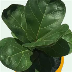 FICUS LYRATA BAMBINO, DWARF FIDDLE LEAF FIG 