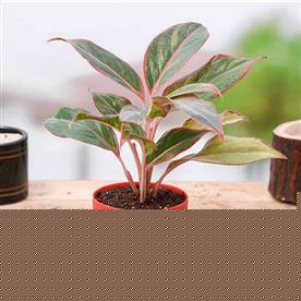 AGLAONEMA SIAM AURORA, AGLAONEMA LIPSTICK 