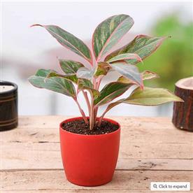 AGLAONEMA SIAM AURORA, AGLAONEMA LIPSTICK 