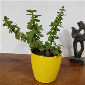 VARIEGATED ELEPHANT BUSH, JADE PLANT VARIEGATED - SUCCULENT PLANT 