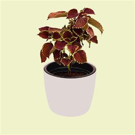 COLEUS (MAROON) 