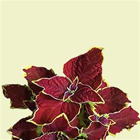 COLEUS (MAROON) 