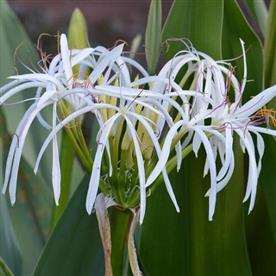 CRINUM LILY, SPIDER LILLY (WHITE)  