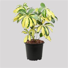 SCHEFFLERA VARIEGATED 