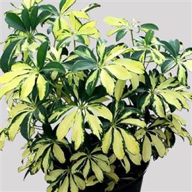 SCHEFFLERA VARIEGATED 