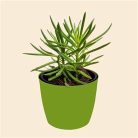 SUCCULENT BUSH SENECIO, SENECIO BARBERTONICUS - SUCCULENT PLANT 