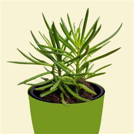 SUCCULENT BUSH SENECIO, SENECIO BARBERTONICUS - SUCCULENT PLANT 