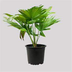 TABLE PALM, UMBRELLA PALM 