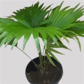 TABLE PALM, UMBRELLA PALM 