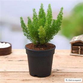 ASPARAGUS MEYERI 