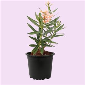 KANER DWARF, NERIUM OLEANDER (PEACH, DWARF) 