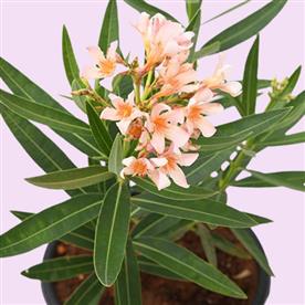KANER DWARF, NERIUM OLEANDER (PEACH, DWARF) 