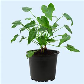 PHILODENDRON XANADU GREEN 