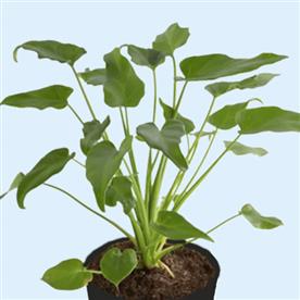 PHILODENDRON XANADU GREEN 