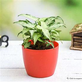 SYNGONIUM PODOPHYLLUM MINI PIXIE 