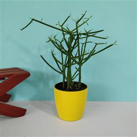 PENCIL TREE, EUPHORBIA TIRUCALLI - SUCCULENT PLANT 