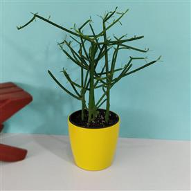 PENCIL TREE, EUPHORBIA TIRUCALLI - SUCCULENT PLANT 