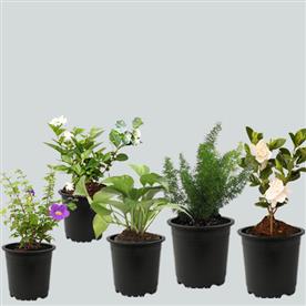 TOP 5 MONSOON SPECIAL PLANTS 