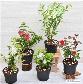 5 BEST FRAGRANT PLANTS 
