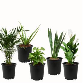 TOP 5 AIR PURIFIER AND OXYGEN ENRICHING PLANT  