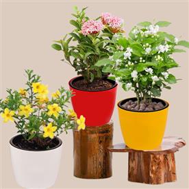 SET OF 3 OUTDOOR FLOWERING PLANTS FOR BEAUTIFUL GARDEN 