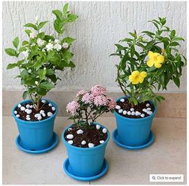 SET OF 3 OUTDOOR FLOWERING PLANTS FOR BEAUTIFUL GARDEN 