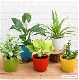 TOP 5 PLANTS FOR HEALTHY AND PROSPEROUS NEW YEAR 