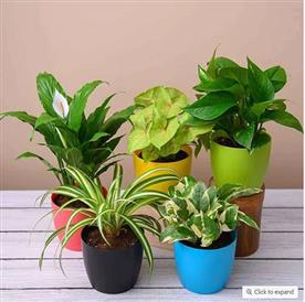 TOP 5 POLLUTION KILLER PLANTS PACK 