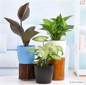 LOW MAINTENANCE INDOOR PLANTS FOR HOME DECORATION 