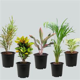 TOP 5 MONSOON SPECIAL FOLIAGE PLANTS FOR HOME DECOR 