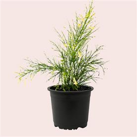 RUSSELIA (YELLOW) 