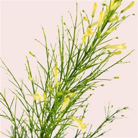 RUSSELIA (YELLOW) 