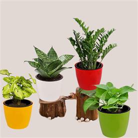 INDEPENDENCE DAY SPECIAL (4 PLANTS PACK) 