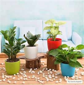 INDEPENDENCE DAY SPECIAL (4 PLANTS PACK) 