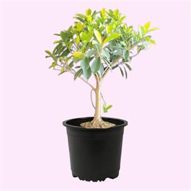 FICUS PANDA 