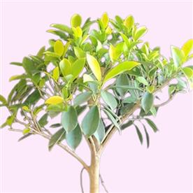 FICUS PANDA 