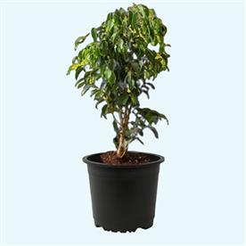 FICUS BENJAMINA, WEEPING FIG 