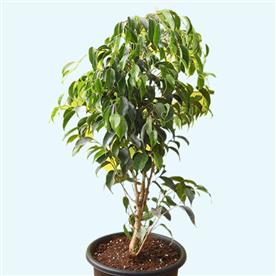 FICUS BENJAMINA, WEEPING FIG 