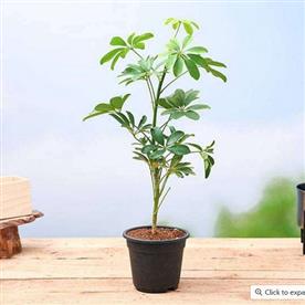 SCHEFFLERA 