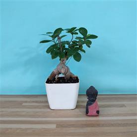 FICUS BONSAI - PLANT  
