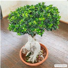 FICUS PANDA BONSAI - PLANT 