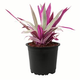 RHOEO PLANT, RHOEO DISCOLOR COMPACTA 